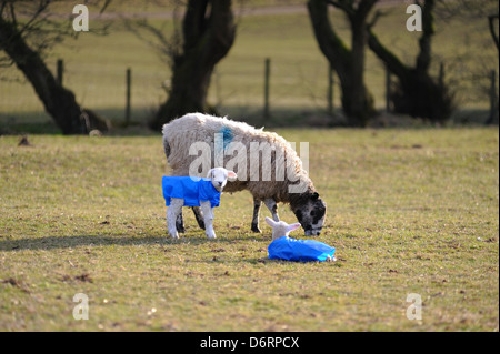 Ewe with lambs wearing protective jackets in the extreme cold weather Stock Photo