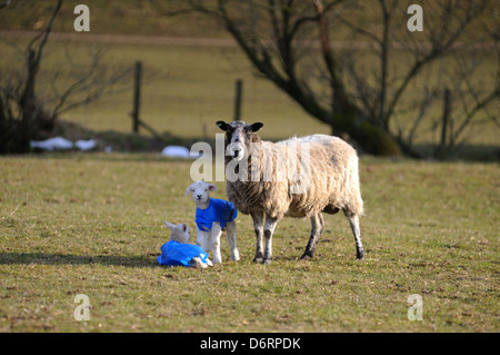 Ewe with lambs wearing protective jackets to keep them warm in the extreme cold weather Stock Photo