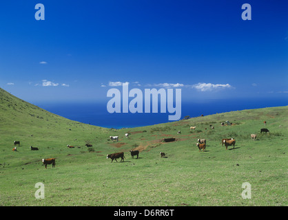 USA, Hawaii, The Big Island, South Kohala District, Hawaii's Ranch Country, cattle grazing on the slopes of the Kohala Mountains Stock Photo