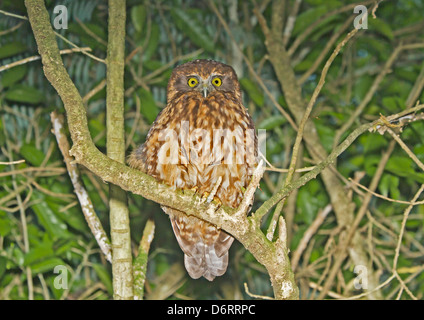 Morepork - Ninox novaeseelandiae Stock Photo