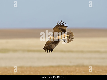 Spanish Imperial Eagle - Aquila adalberti Stock Photo