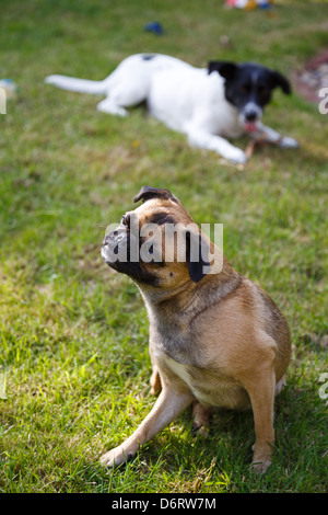 Emden, Germany, a MoJack scratches Stock Photo