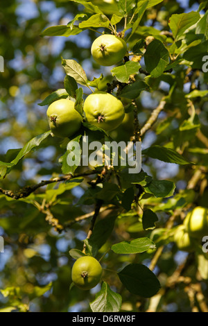 Emden, Germany, growing apples on an apple tree Stock Photo