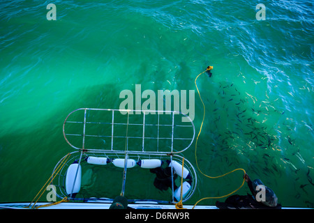 Diver enters shark cage in preparation for dive into shark infested water of Gansbaai, South Africa Stock Photo