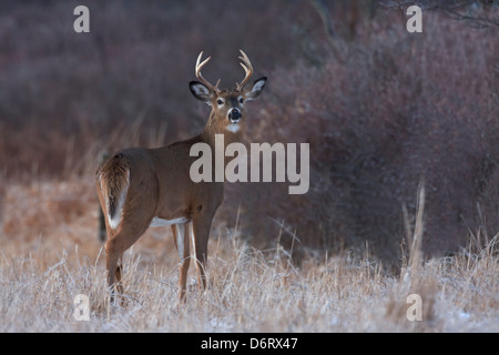 A buck White-tailed deer looks back at the observer Stock Photo