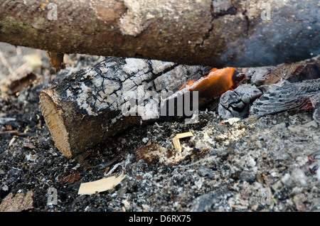The ashes of a dying campfire with a small flame still licking at the wood. Stock Photo