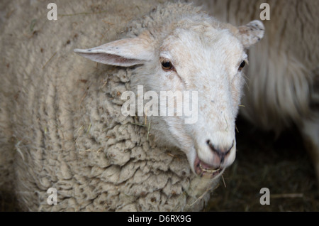 A placid ewe chewing a mouthful of hay. Stock Photo