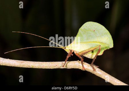 Green leaf mimic katydid camouflaged in the rainforest understory, Ecuador