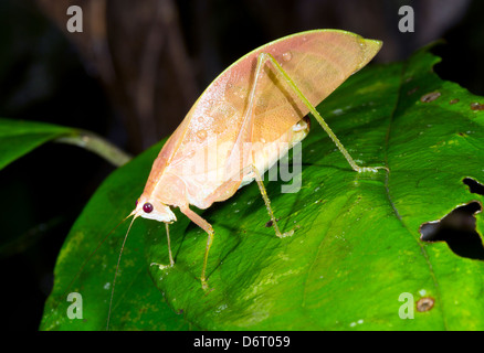 An unusually coloured orange katydid in the rainforest, Ecuador Stock Photo