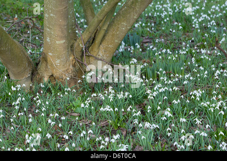 Snowdrops carpeting a lawn at base of Magnolia tree Stock Photo