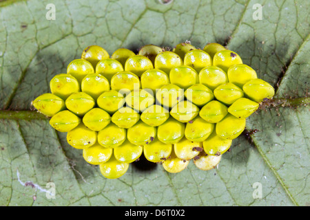 Clutch of insect eggs on the underside of a leaf in the Ecuadorian Amazon. Stock Photo