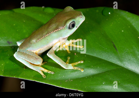 juvenile white lined monkey frog (Phyllomedusa vaillanti) on a leaf in the rainforest, Ecuador Stock Photo