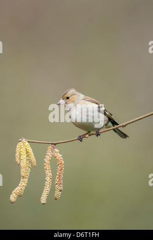 Chaffinch, Fringilla coelebs, female perched on hazel twig with catkins Stock Photo