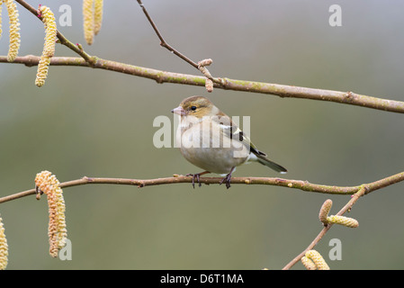 Chaffinch, Fringilla coelebs, female perched on hazel branch. Stock Photo