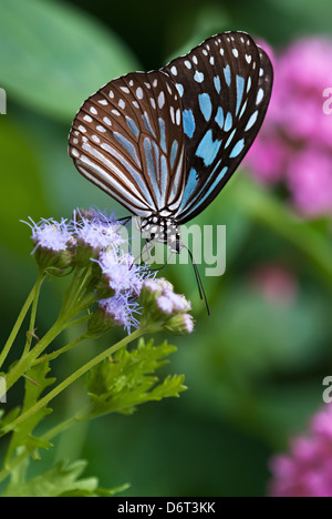 Dark Blue Tiger (Tirumala septentrionis) butterfly feeding on Gregg's Mist flowers Stock Photo