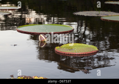Giant Waterlily (Victoria amazonica). Flower bud opening in the early evening, and will be white for the first night. Guyana. Stock Photo