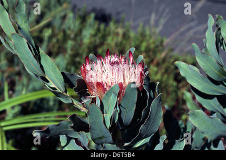 Close-up of Oleanderleaf / Oleander-leaf Protea flower / Protea neriifolia -Family Proteaceae Stock Photo