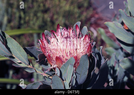 Close-up of Oleanderleaf / Oleander-leaf Protea flower / Protea neriifolia -Family Proteaceae Stock Photo