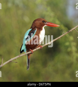 White-throated Kingfisher - Halcyon smyrnensis Stock Photo