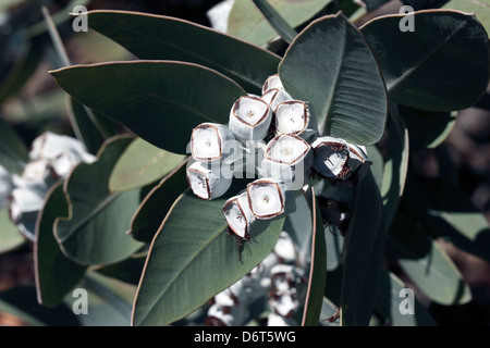 Tallerack/Mealy Gum/Silver Matlock/White Matlock/White-leaved Matlock fruits-Eucalyptus pleurocarpa[syn.E. tetragona]-Myrtaceae Stock Photo