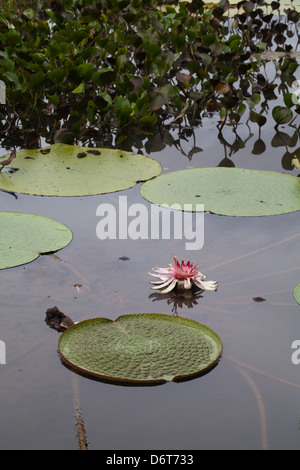 Giant Waterlily (Victoria amazonica). Flower now pink, after being fertilized. Was white for the first night after opening. Stock Photo