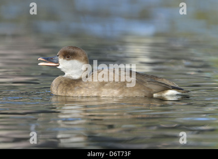 Red-crested Pochard Netta rufina Stock Photo