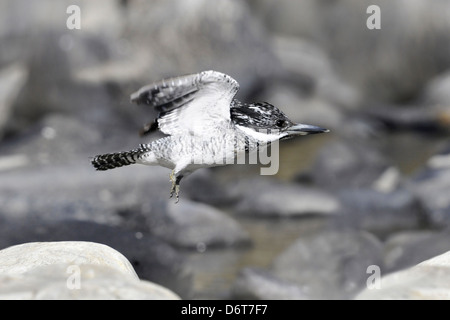 Crested Kingfisher - Megaceryle lugubris Stock Photo