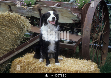 Collie Dog With Straw Hat To Celebrate The Junina Holidays Stock