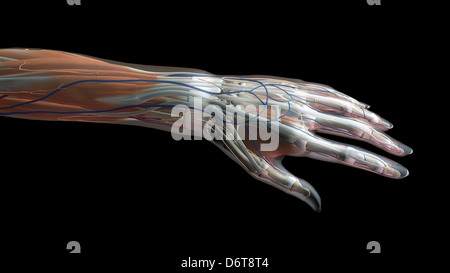 Female thumb, fingers and wrist anatomy, back, posterior view, full color on black background Stock Photo