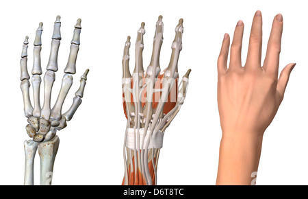 Three views female hand anatomy skeletal muscular skin Close up detailed anatomy full color 3D illustration on white background Stock Photo