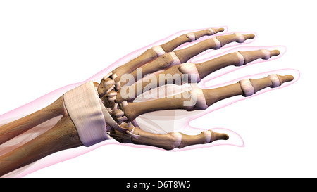 Female bones of hand, wrist, thumb, and fingers anatomy, back, posterior view. Full color on white background Stock Photo