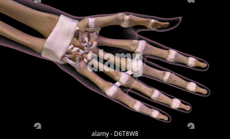 Female palm and wrist, anterior view. Close up, detailed anatomy, full color 3D illustration on black background Stock Photo