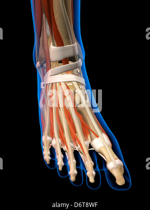 Front View X-Ray female ankle foot bones muscles ligaments Full Color 3D computer generated illustration on Black Background Stock Photo