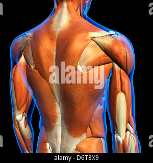 Male Torso Anatomy Muscles / Muscles Of Torso - Muscles of the Neck and