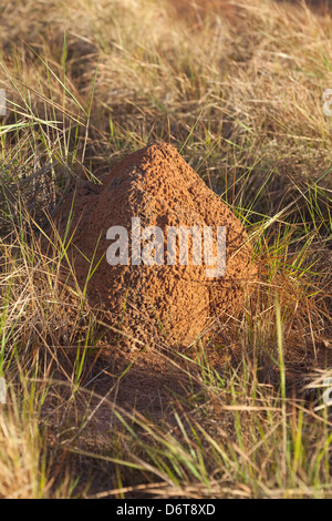 Termite Mound. Karanambu Ranch. Savannah Grasslands. Rupununi; Guyana. Food source for Giant Anteaters (Myrmecophaga tridactyla) Stock Photo