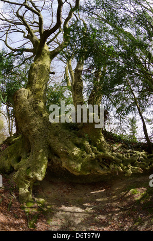 Mature European beech tree with a root system that forms a cave from roots due to erosion of a sandy greensand ridge slope Stock Photo