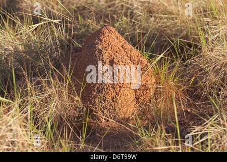 Termite Mound. Karanambu Ranch. Savannah Grasslands. Rupununi; Guyana. Food source for Giant Anteaters (Myrmecophaga tridactyla) Stock Photo