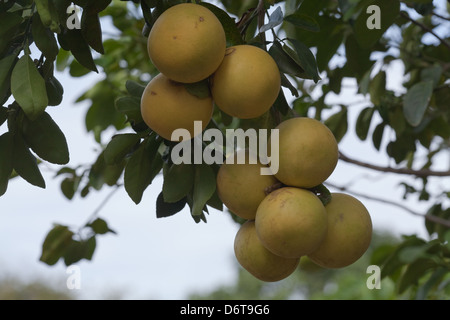 Grapefruit (Citrus X paradis). Cluster of fruits ripening on a tree. Cultivated hybrid citrus fruit tree here growing in Guyana. Stock Photo