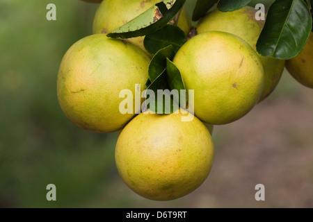 Grapefruit (Citrus X paradis). Cluster of fruits ripening on a tree. Cultivated hybrid citrus fruit tree here growing in Guyana. Stock Photo