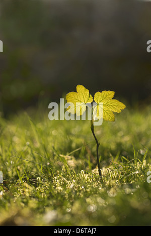 New leaves from a single sycamore tree sapling back lit against sunrise in meadow at edge of wood Stock Photo