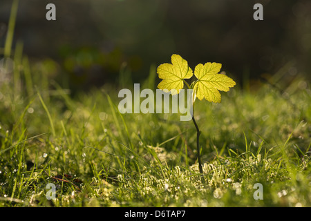 New leaves from a single sycamore tree sapling back lit against sunrise in meadow at edge of wood Stock Photo