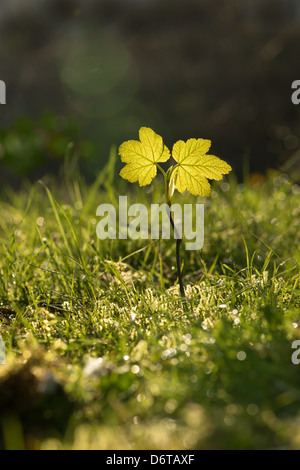 New leaves from a single sycamore tree sapling back lit against sunrise in meadow at edge of wood Stock Photo