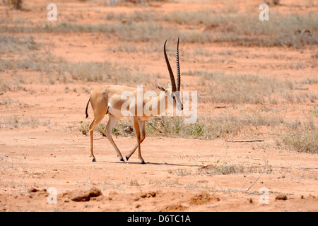Grant's gazelle in Tsavo East National Park, Kenya, East Africa Stock Photo