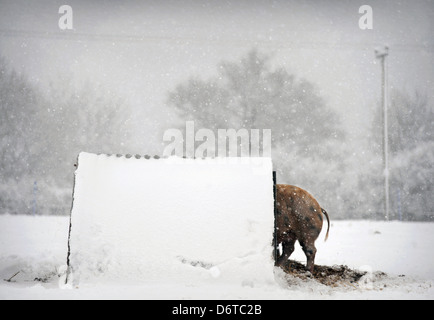 Cold pork - a Gloucester Old Spot pig on a farm near Nympsfield, Gloucestershire UK Stock Photo
