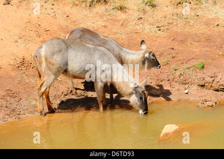 Waterbucks drinking in Tsavo East National Park, Kenya, East Africa Stock Photo