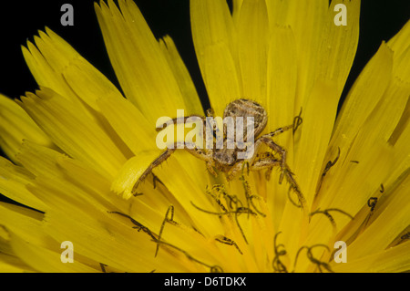 Crab Spider (Xysticus cristatus) adult, resting on dandelion flower, Crossness Nature Reserve, Bexley, Kent, England, September Stock Photo