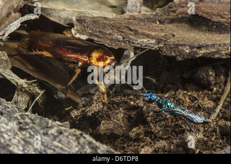 Emerald Cockroach Wasp Ampulex compressa adult female leading American Cockroach Periplaneta americana 'zombie' by antenna Stock Photo