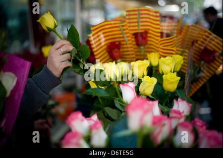 La Rambla, Barcelona, Spain. 23rd April, 2013. Roses stall. The traditional day of Sant Jordi was held this morning at the Rambla of Barcelona between books roses and a nice spring weather. Credit: Jordi Boixareu/Alamy Live News Stock Photo