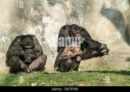 family of gorillas at the zoo Stock Photo