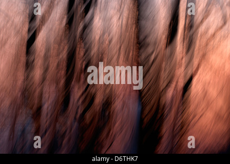 Red colored abstract forest picture. Stock Photo